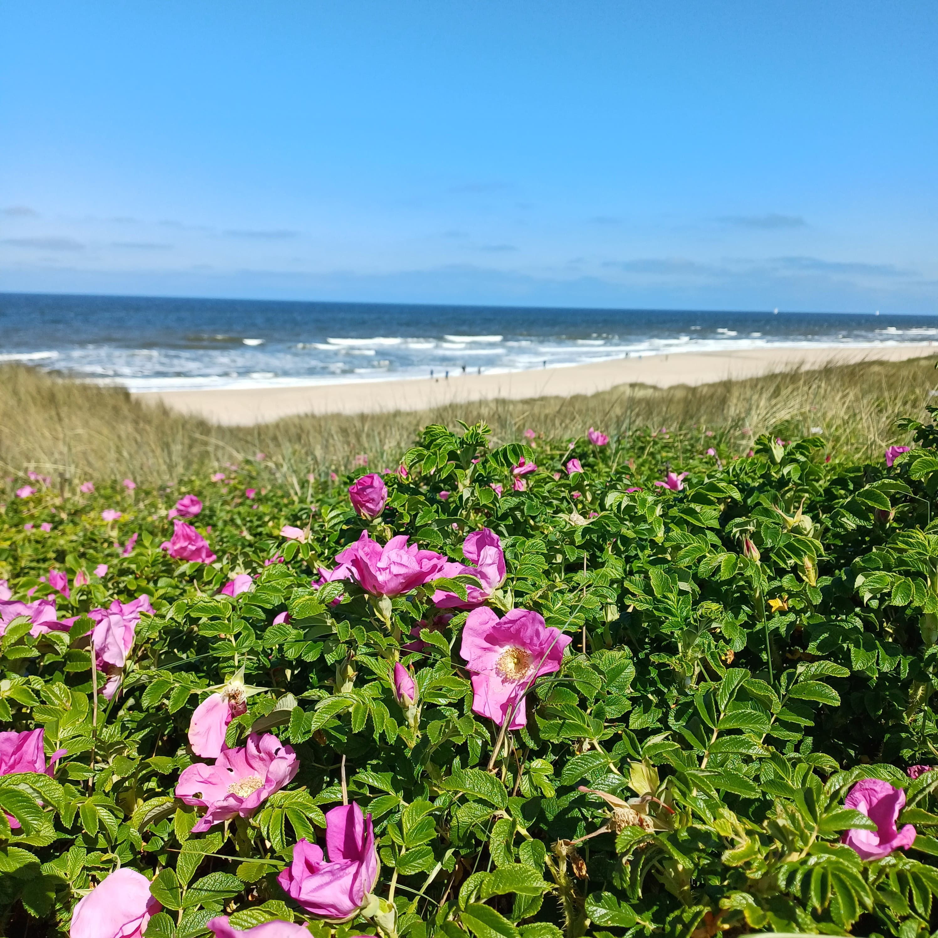 Strand 4
